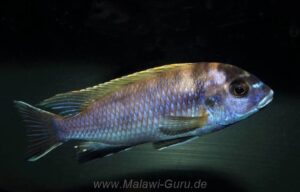 Pseudotropheus livingstonii